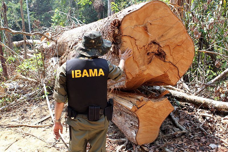O IBAMA é um órgão do Ministério do Meio Ambiente responsável por fiscalizar atividades que possam prejudicar a natureza. Foto: Felipe Werneck – Ascom/Ibama