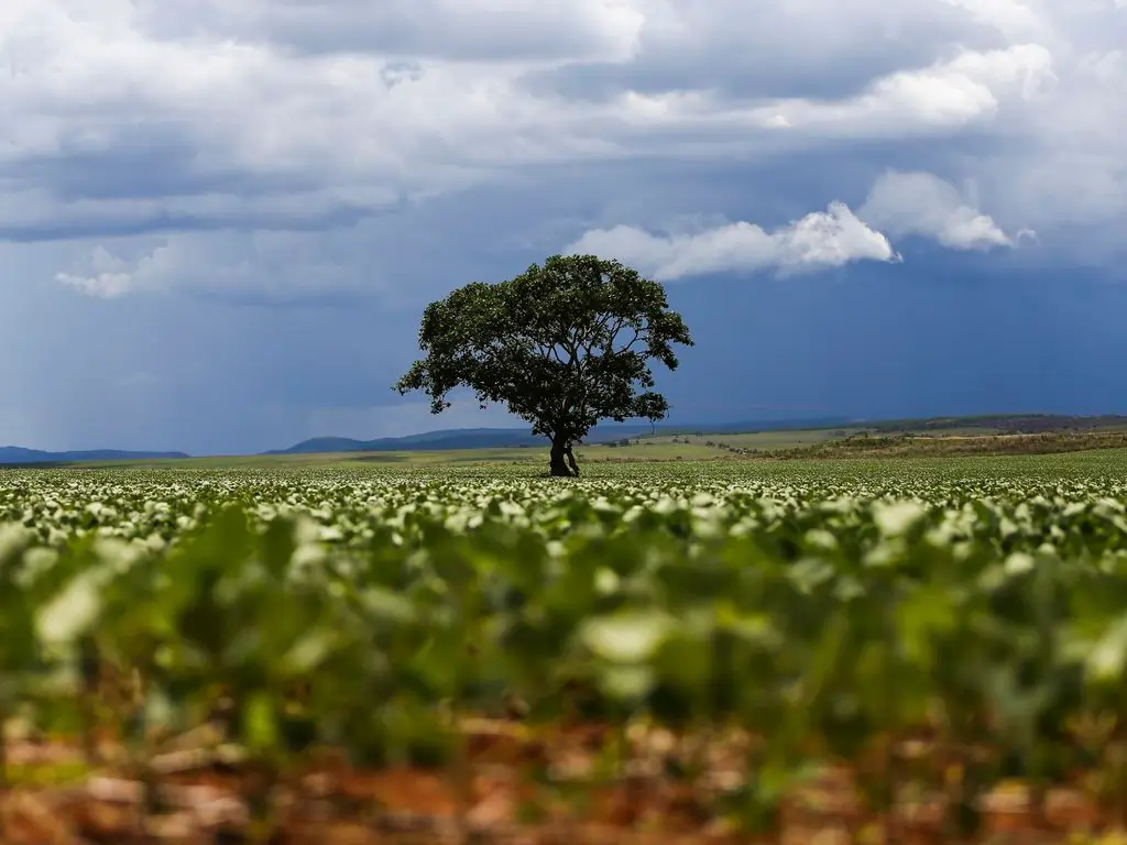 Plantação de soja em Goiás, Brasil.