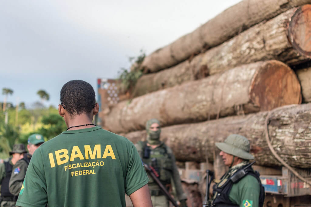 Ibama em apreensão de carregamento de Ipê extraído ilegalmente da Terra Indígena Cachoeira Seca, Pará