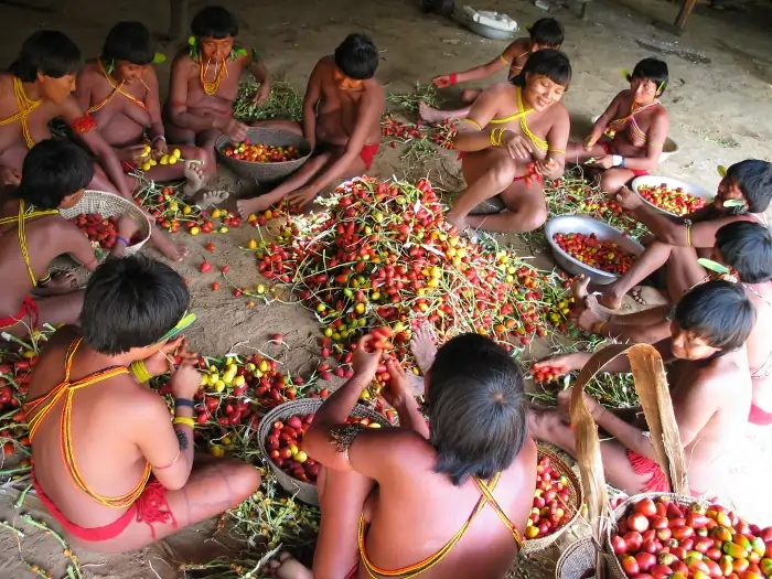 A imagem mostra várias mulheres sentadas em circulo, no chão, descascando frutas