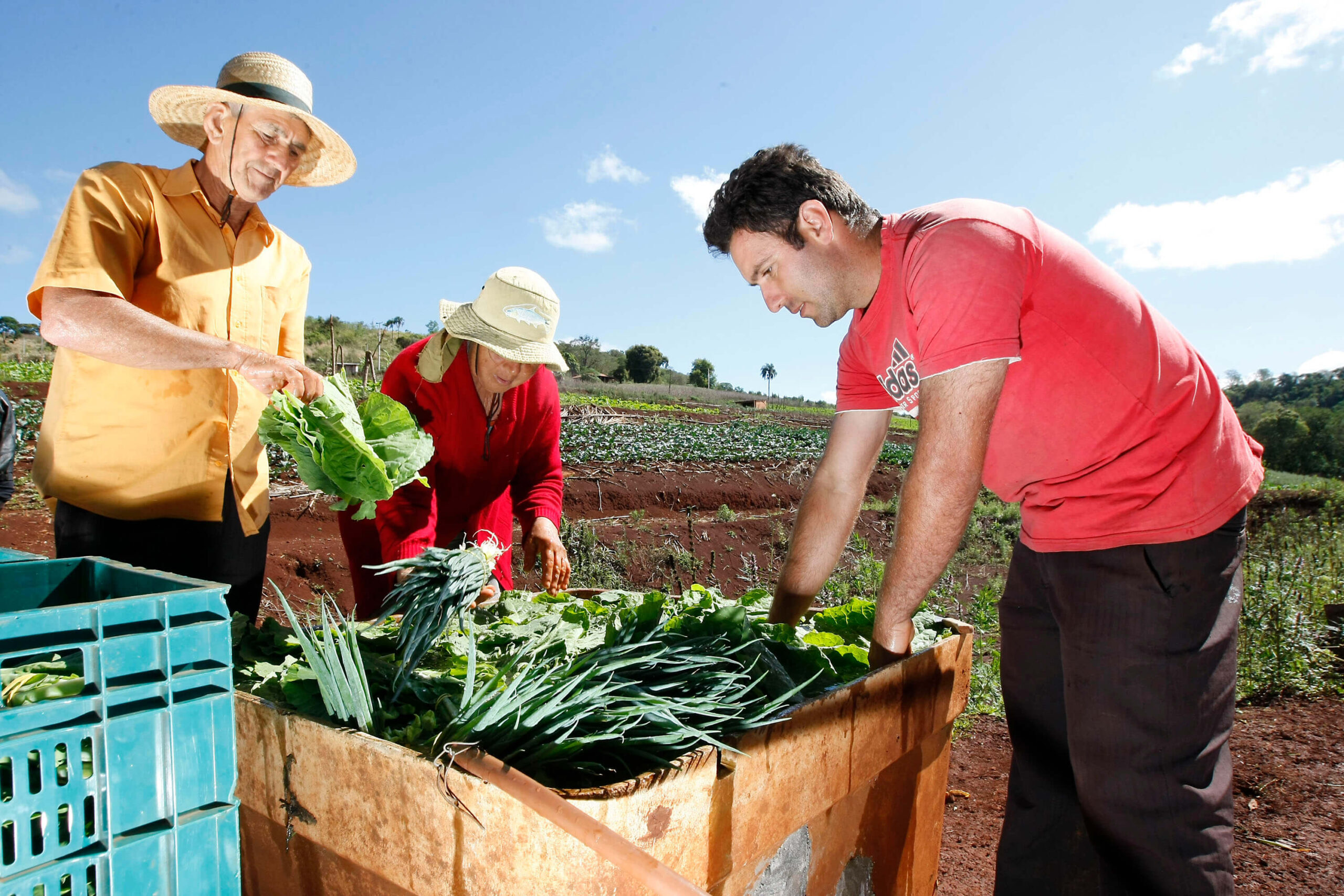 Na imagem, produtos de agricultura familiar colhendo hortaliças.