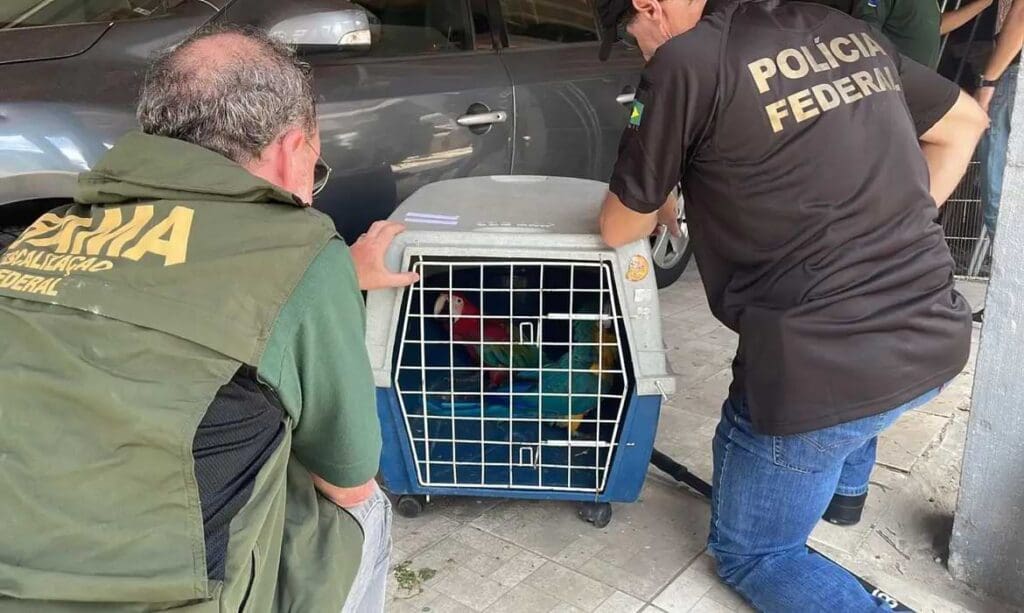 foto de aves em gaiolas apreendidas pelo ibama.