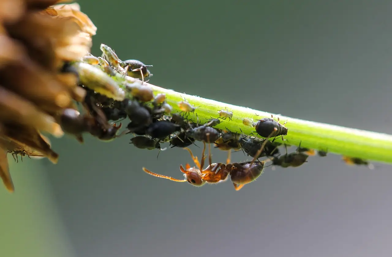 Fotografia de formigas e pulgões. Texto sobre ecocentrismo.