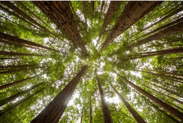 Fotografia de uma floresta. Texto sobre: os princípios do Usuário-Pagador e do Protetor-Recebedor.