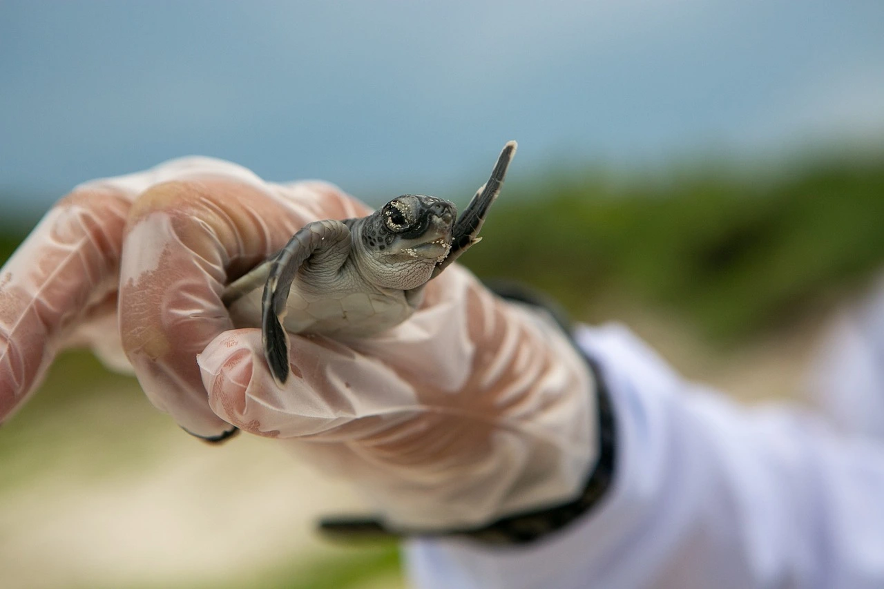 Mão com luva, possivelmente de um profissional da área ambiental, segurando um filhote de tartaruga marinha, exemplificando os cuidados com animais marinhos.