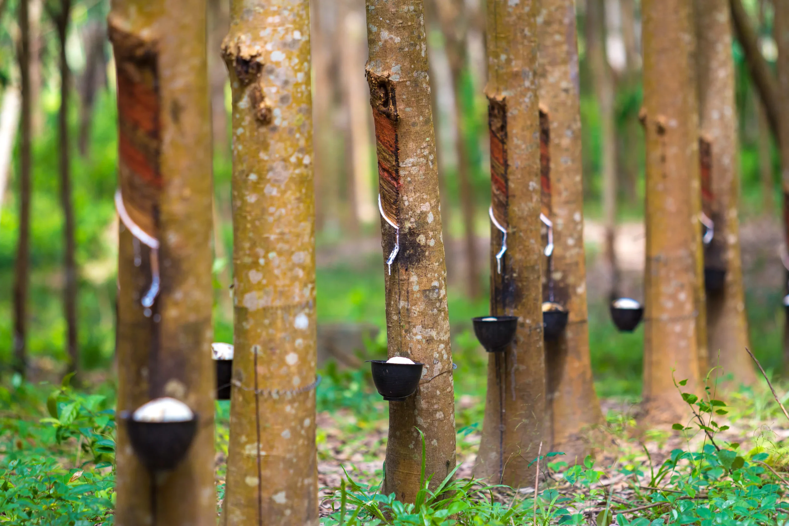 A exploração de borracha na Amazônia, que é feita pela extração do látex, em cuias que coletam a seiva.