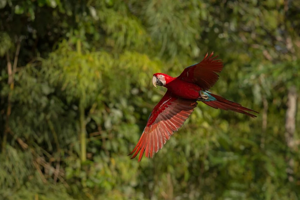 Foto de uma arara vermelha voando em meio às árvores, representando a biodiversidade brasileira.