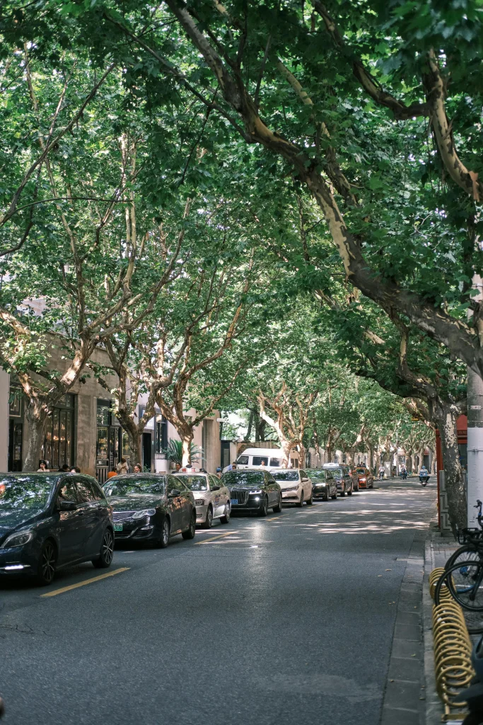 Imagem de uma rua com carros estacionados e elevada presença de árvores.